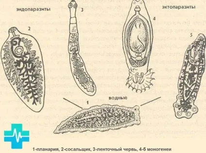 Глисти у організмі людини (організмі) Глисти у організмі людини