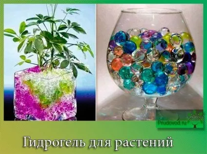 Гідрогель для рослин основне призначення (рослин) Гідрогель для рослин основне призначення