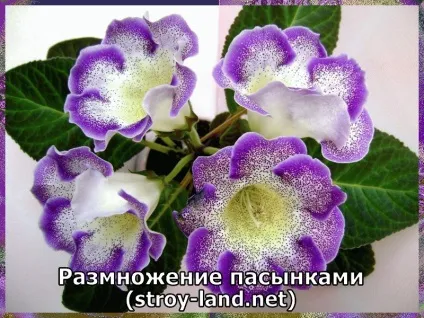 Глоксинія - догляд в домашніх умовах (умовах) Глоксинія - догляд в домашніх умовах
