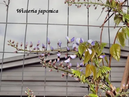 Гліцинія посадка, догляд