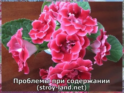 Глоксинія - догляд в домашніх умовах (домашніх) Глоксинія - догляд в домашніх умовах