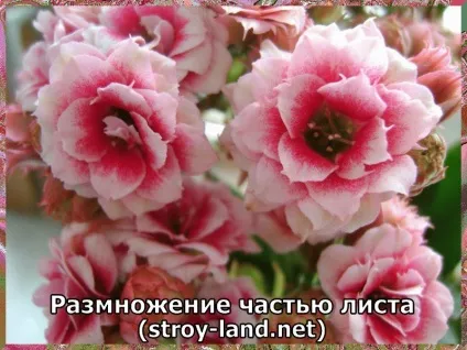 Глоксинія - догляд в домашніх умовах (догляд) Глоксинія - догляд в домашніх умовах
