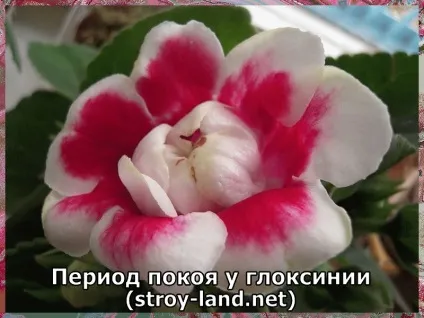 Глоксинія - догляд в домашніх умовах (глоксинія) Глоксинія - догляд в домашніх умовах