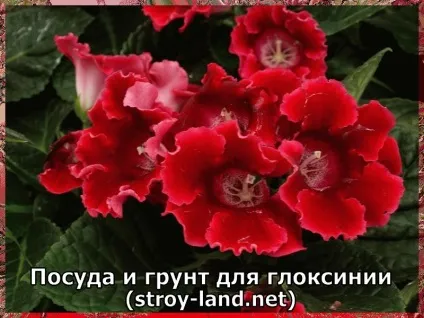Глоксинія - догляд в домашніх умовах (догляд) Глоксинія - догляд в домашніх умовах