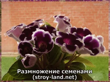 Глоксинія - догляд в домашніх умовах (догляд) Глоксинія - догляд в домашніх умовах