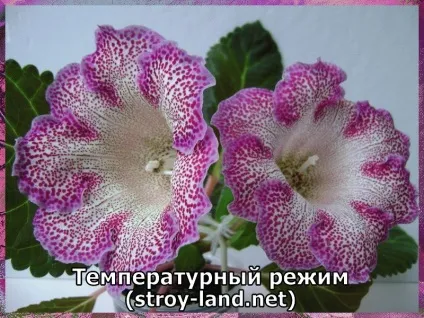 Глоксинія - догляд в домашніх умовах (глоксинія) Глоксинія - догляд в домашніх умовах
