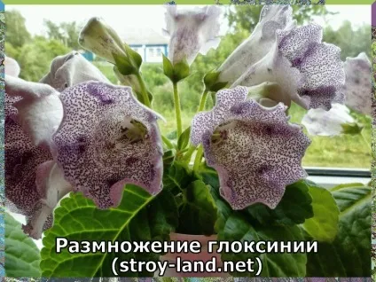 Глоксинія - догляд в домашніх умовах (глоксинія) Глоксинія - догляд в домашніх умовах