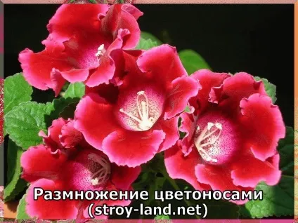 Глоксинія - догляд в домашніх умовах (умовах) Глоксинія - догляд в домашніх умовах
