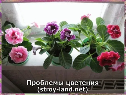 Глоксинія - догляд в домашніх умовах (глоксинія) Глоксинія - догляд в домашніх умовах