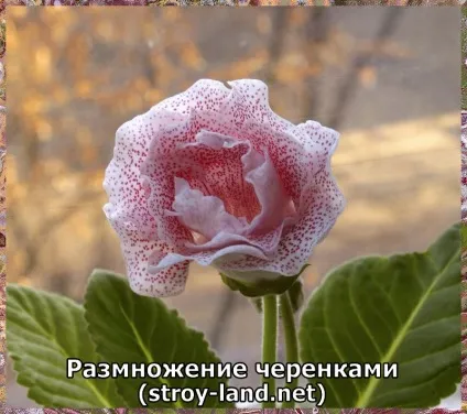Глоксинія - догляд в домашніх умовах (глоксинією домашніх умовах) Глоксинія - догляд в домашніх умовах