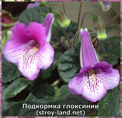 Глоксинія - догляд в домашніх умовах (домашніх) Глоксинія - догляд в домашніх умовах