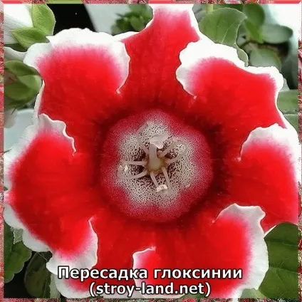 Глоксинія - догляд в домашніх умовах (глоксинією домашніх умовах) Глоксинія - догляд в домашніх умовах