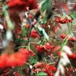 Тирлич - посадка і догляд за квітами у відкритому грунті, день дачника (квітами) Тирлич - посадка і догляд за квітами у відкритому грунті, день дачника