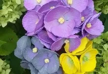 Гортензія з фоамірана як зробити майстер клас, фото шаблонів квітів, відео, чим можна замінити (гортензія з фоамірана) Гортензія з фоамірана як зробити майстер клас, фото шаблонів квітів, відео, чим можна замінити