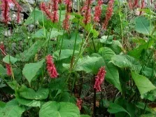 Гірчак зміїний (змійовик великий) користь і шкода, застосування, опис