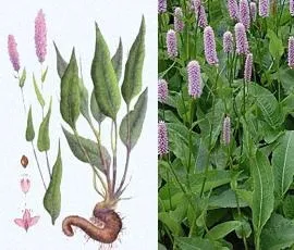 Горець зміїний фото, застосування, лікувальні властивості (зміїний) Горець зміїний фото, застосування, лікувальні властивості