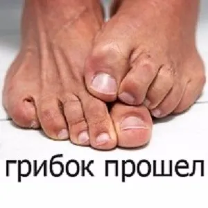 Гриб скрипице або скрипун опис і фото, де росте