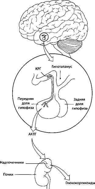 Гормони стресової реакції