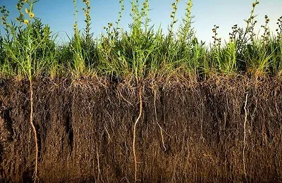 Горох як сидерат восени що це таке, опис і характеристика (горох) Горох як сидерат восени що це таке, опис і характеристика