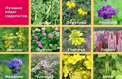 Горох як сидерат восени що це таке, опис і характеристика (опис) Горох як сидерат восени що це таке, опис і характеристика
