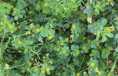Горох як сидерат восени що це таке, опис і характеристика (сидерат) Горох як сидерат восени що це таке, опис і характеристика