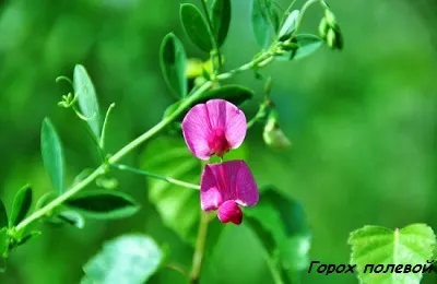 Горох як сидерат восени що це таке, опис і характеристика (восени) Горох як сидерат восени що це таке, опис і характеристика