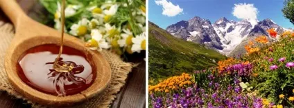 Гірський мед - корисні властивості і протипоказання (Крім того володіє) Гірський мед - корисні властивості і протипоказання