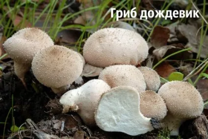 Гриб дощовик лікувальні властивості і як приготувати (дощовик) Гриб дощовик лікувальні властивості і як приготувати