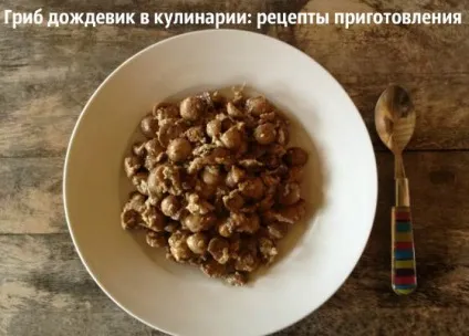 Гриб дощовик лікувальні властивості і як приготувати (лікувальні) Гриб дощовик лікувальні властивості і як приготувати