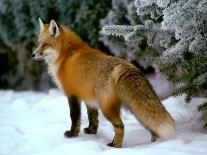 Гончаки, фото галерея