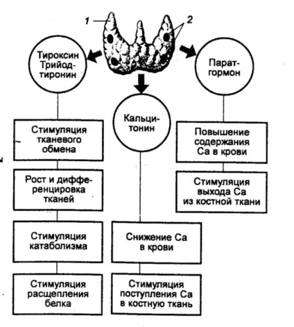 Гормональна регуляція функцій