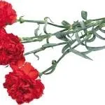Гвоздика квітка сорту