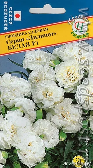 Гвоздика садова ліліпот щоденник користувача гала2121 (садові) Гвоздика садова ліліпот щоденник користувача гала2121