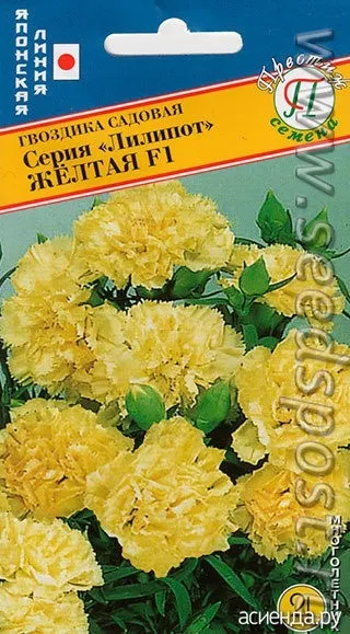 Гвоздика садова ліліпот щоденник користувача гала2121 (садові) Гвоздика садова ліліпот щоденник користувача гала2121