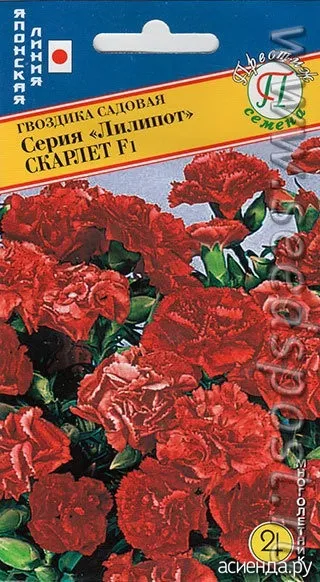 Гвоздика садова ліліпот щоденник користувача гала2121 (ліліпот) Гвоздика садова ліліпот щоденник користувача гала2121