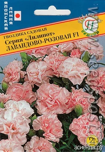 Гвоздика садова ліліпот щоденник користувача гала2121 (ліліпот) Гвоздика садова ліліпот щоденник користувача гала2121