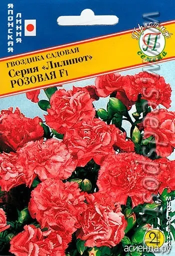 Гвоздика садова ліліпот щоденник користувача гала2121 (ліліпот) Гвоздика садова ліліпот щоденник користувача гала2121