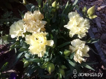 Гвоздика садова ліліпот щоденник користувача гала2121 (садові) Гвоздика садова ліліпот щоденник користувача гала2121
