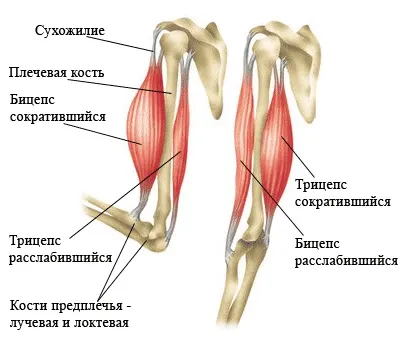 Цікаві факти про м'язи людини