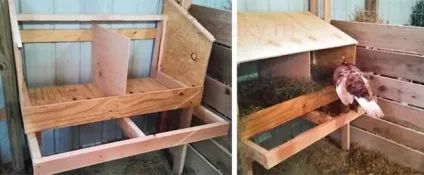 Індики канадської породи опис фото, зміст і вирощування (опис) Індики канадської породи опис фото, зміст і вирощування