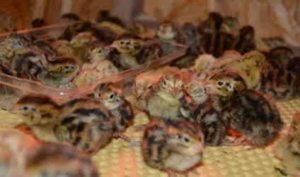 Інкубація перепелиних яєць особливості процесу та догляду за перепілки (перепелиних) Інкубація перепелиних яєць особливості процесу та догляду за перепілки