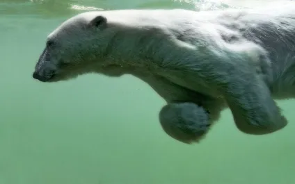 Цікаві факти про ведмедів (лат (ursus thibetanus) Цікаві факти про ведмедів (лат
