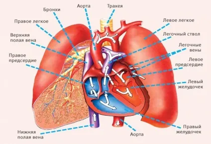 Цікаві факти про м'язи людини