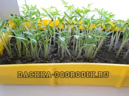 Індетермінантний сорт помідорів - що це таке