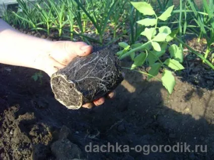 Індетермінантний сорт помідорів - що це таке
