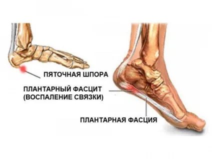 Цікаві факти про м'язи людини
