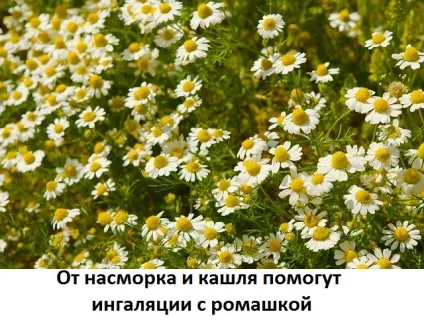 Інгаляція ромашкою при кашлі і нежиті в небулайзере, сайт про методи лікування докторів Неумивакіна (небулайзере) Інгаляція ромашкою при кашлі і нежиті в небулайзере, сайт про методи лікування докторів Неумивакіна