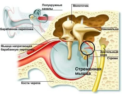 Цікаві факти про м'язи людини