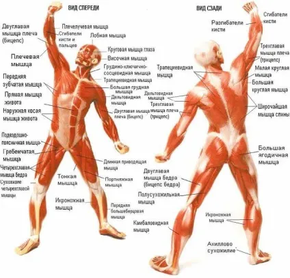 Цікаві факти про м'язи людини