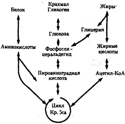 Іклеточний потік речовин
